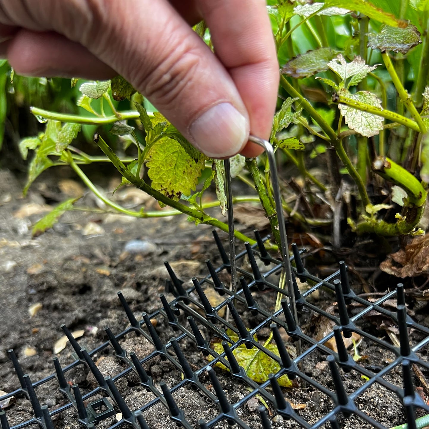 Prickle Strip Cat Scat Mat for Garden 200cm*30cm Plastic Cat Spikes Deterrent Plant Protective Net for Outdoor Garden and Flowers U-Shaped Pegs Included