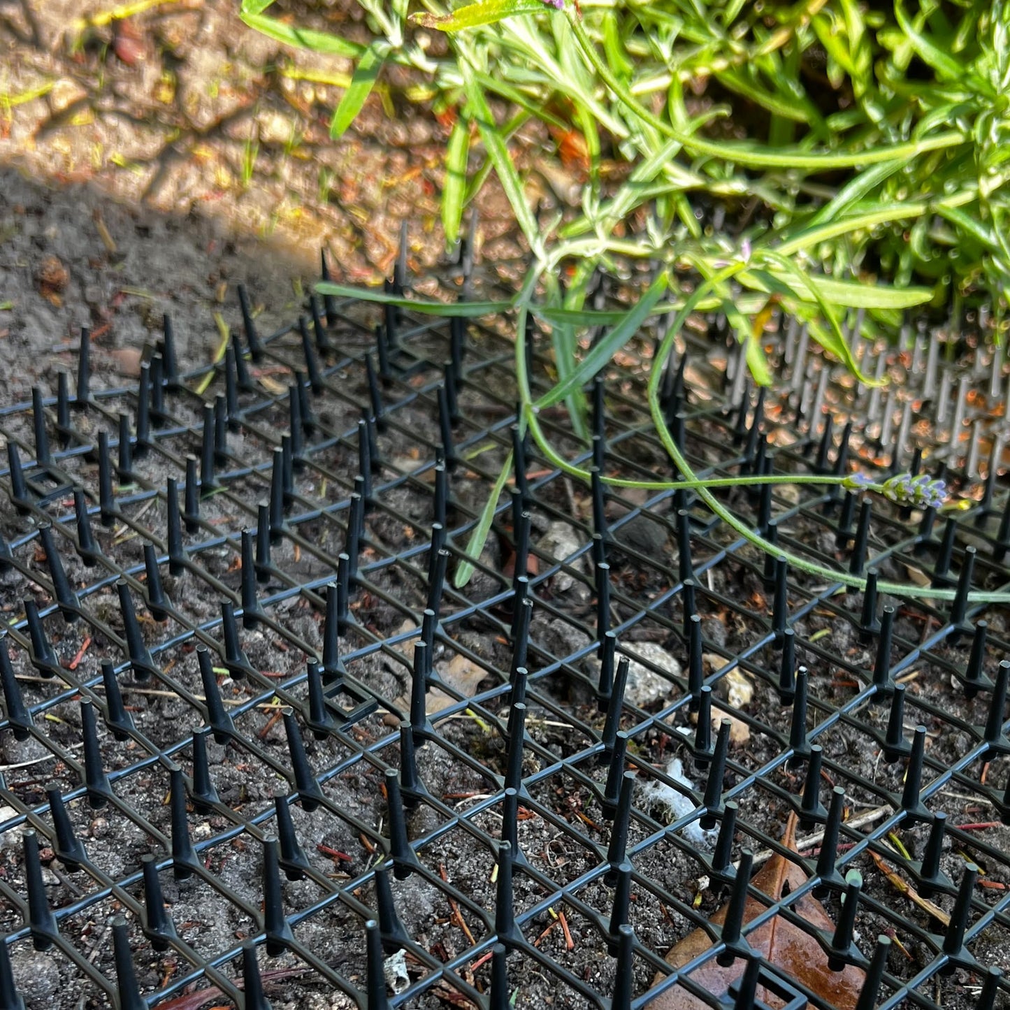 Prickle Strip Cat Scat Mat for Garden 200cm*30cm Plastic Cat Spikes Deterrent Plant Protective Net for Outdoor Garden and Flowers U-Shaped Pegs Included